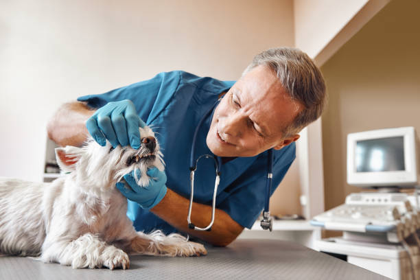 Best Emergency Dental Care for Sports Injuries in Dalton, PA
